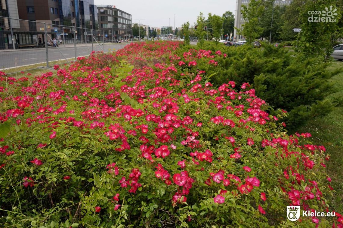 Przygotowania do zielonej rewitalizacji pasa między jezdniami al. IX Wieków Kielc