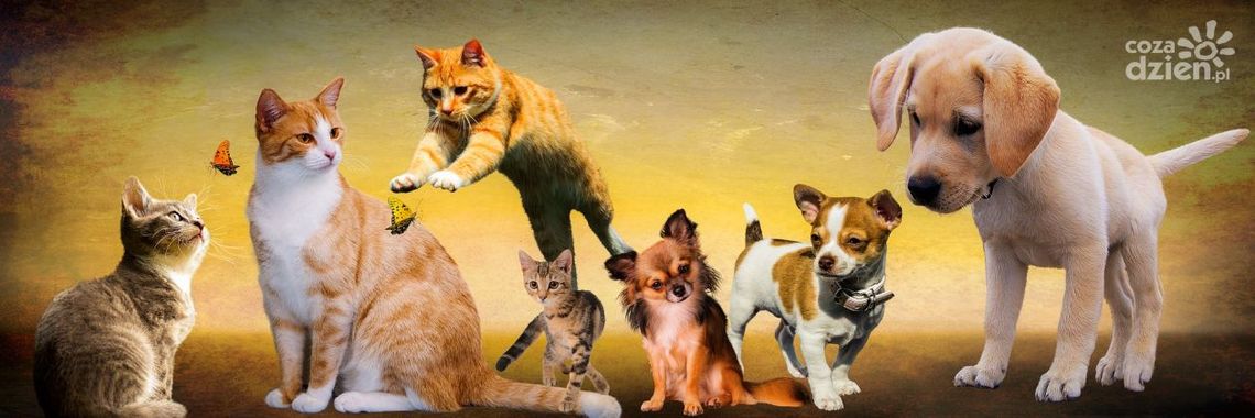 Psiaki, kociaki i inne zwierzaki - konkurs plastyczny Psiaki, kociaki i inne zwierzaki - konkurs plastyczny