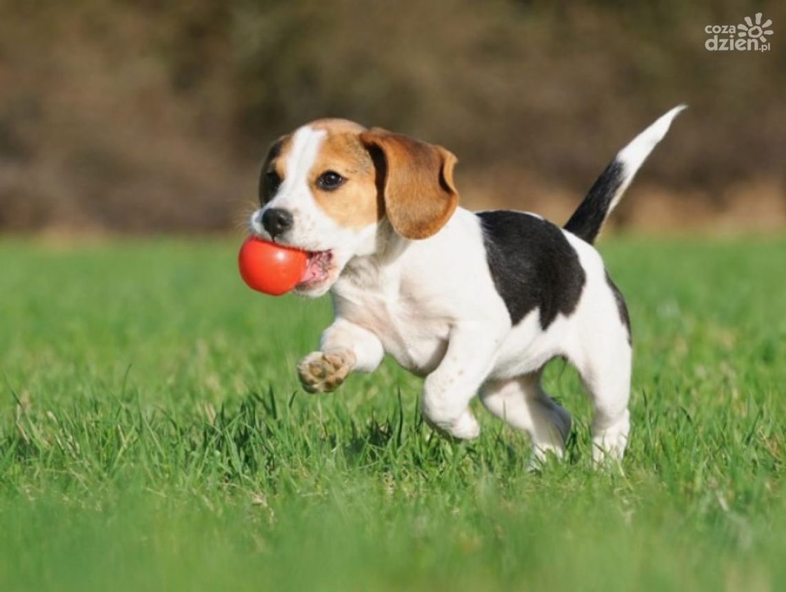 Psie miejsce do zabawy 