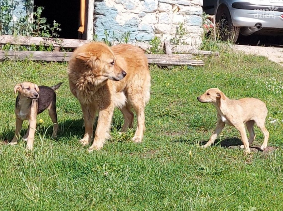 Psy szukają właściciela