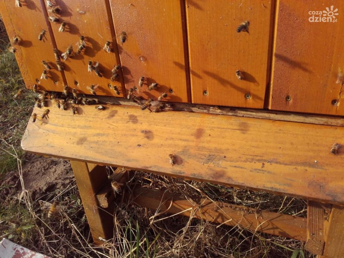 Pszczelarze podnoszą swoje kwalifikacje Pszczelarze podnoszą swoje kwalifikacje