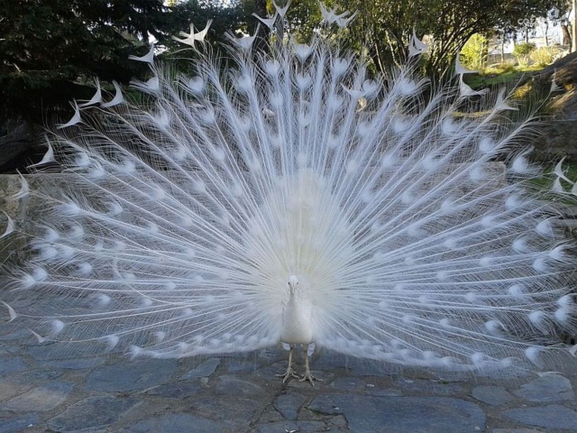 Puławy. Z wizytą u księżnej Czartoryskiej