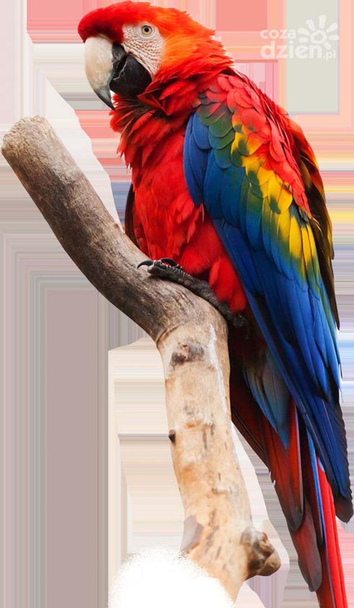 Raj dla miłośników ptaków - Park Papug w Sabat Krajno