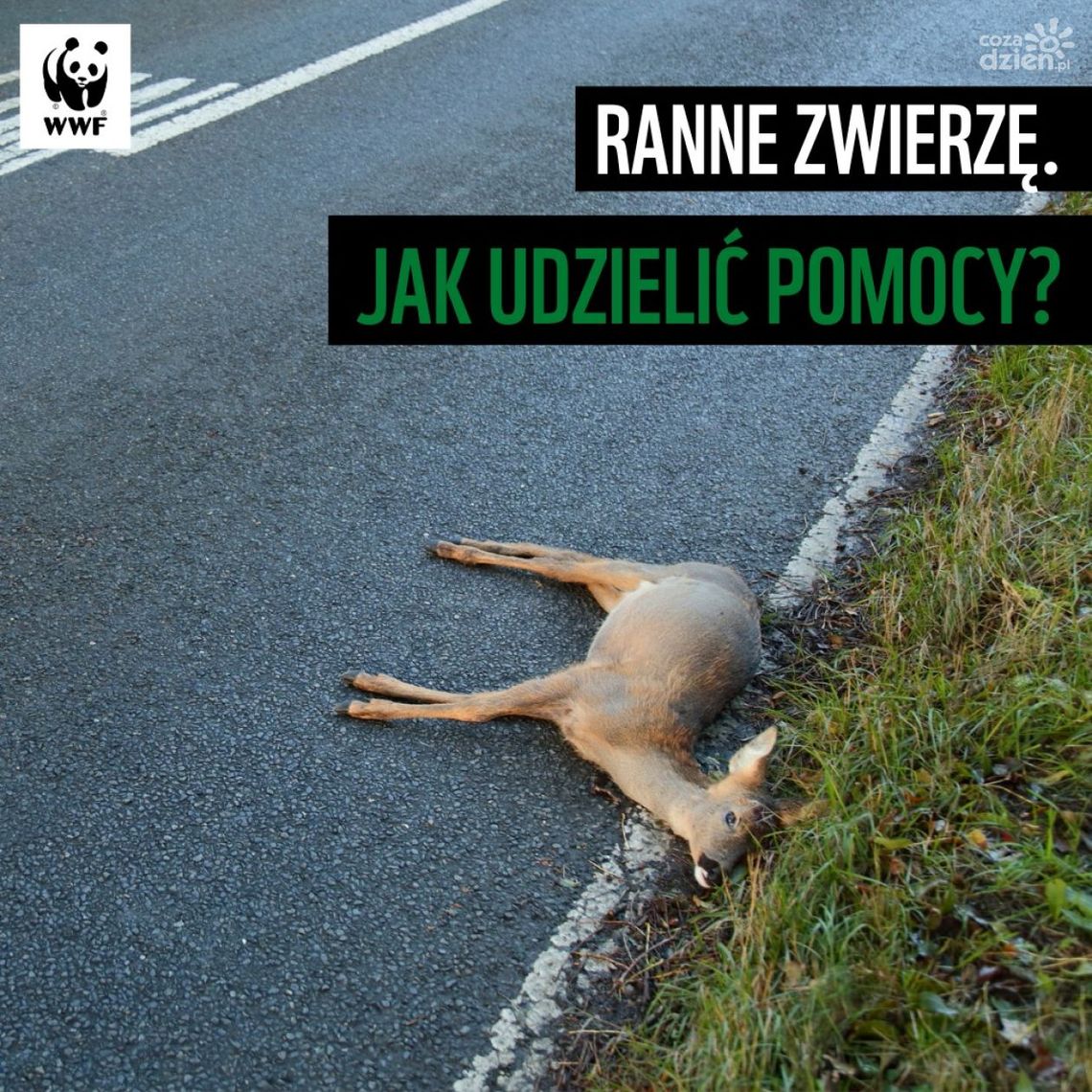Ranne zwierzę. Jak udzielić pomocy? Ranne zwierzę. Jak udzielić pomocy?