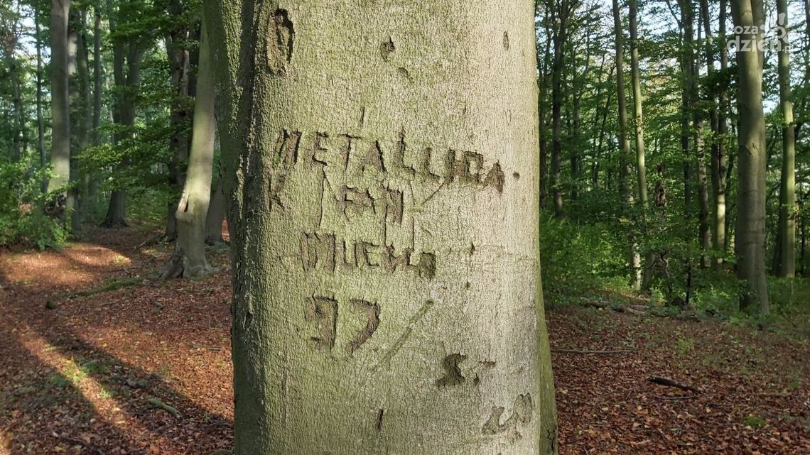 Rezerwat Bukowa Góra zamknięty. Powód? Łamiące się drzewa Rezerwat Bukowa Góra zamknięty. Powód? Łamiące się drzewa