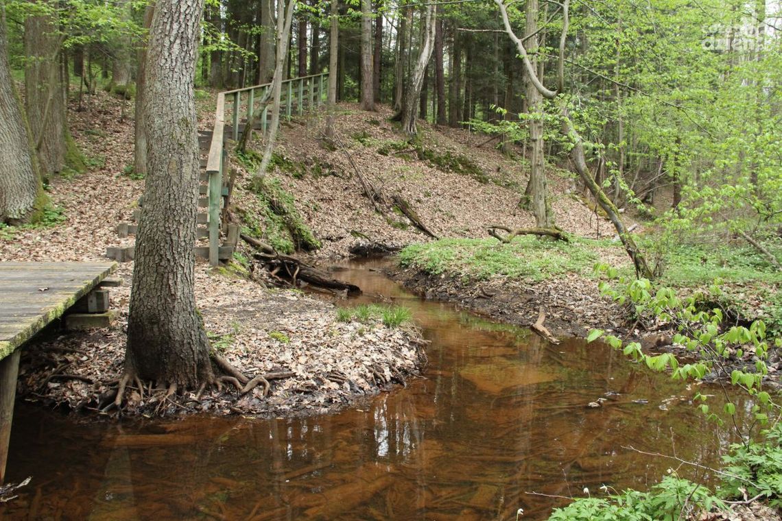 Rezerwat Rosochacz w Lubieni - Zdjęcia Rezerwat Rosochacz w Lubieni - Zdjęcia
