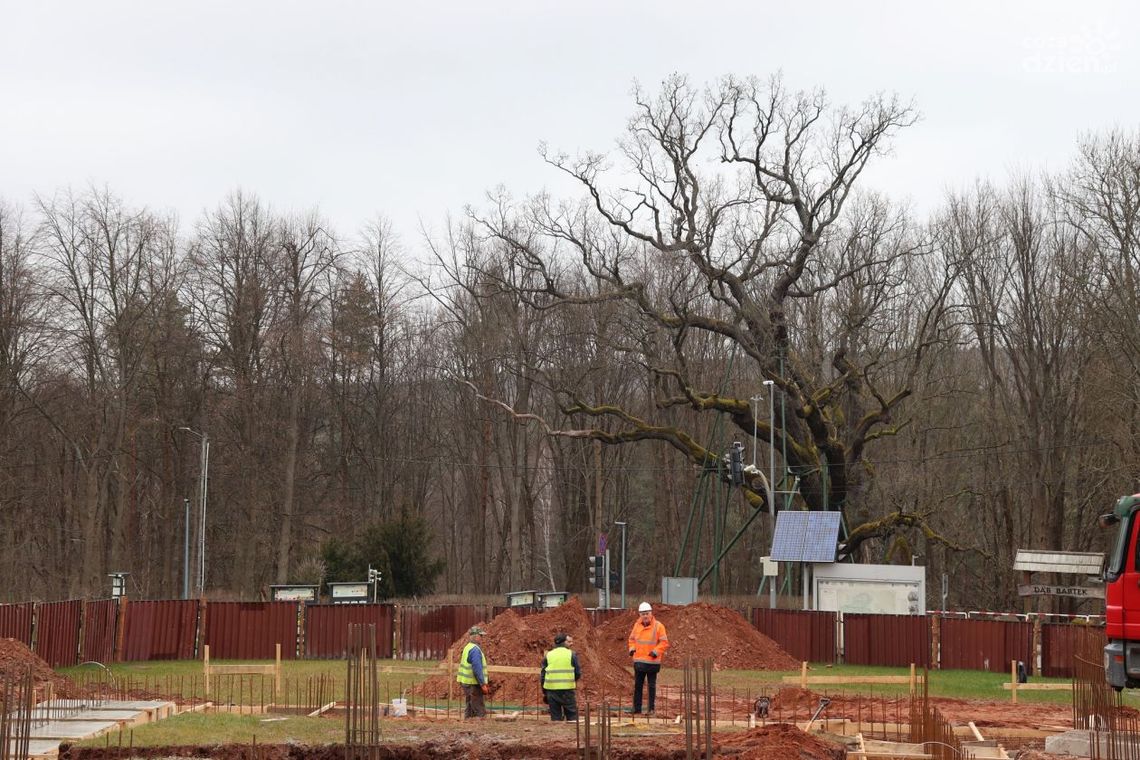 Roboty budowlane w Zagnańsku przy dębie Bartek rozpoczęte Roboty budowlane w Zagnańsku przy dębie Bartek rozpoczęte