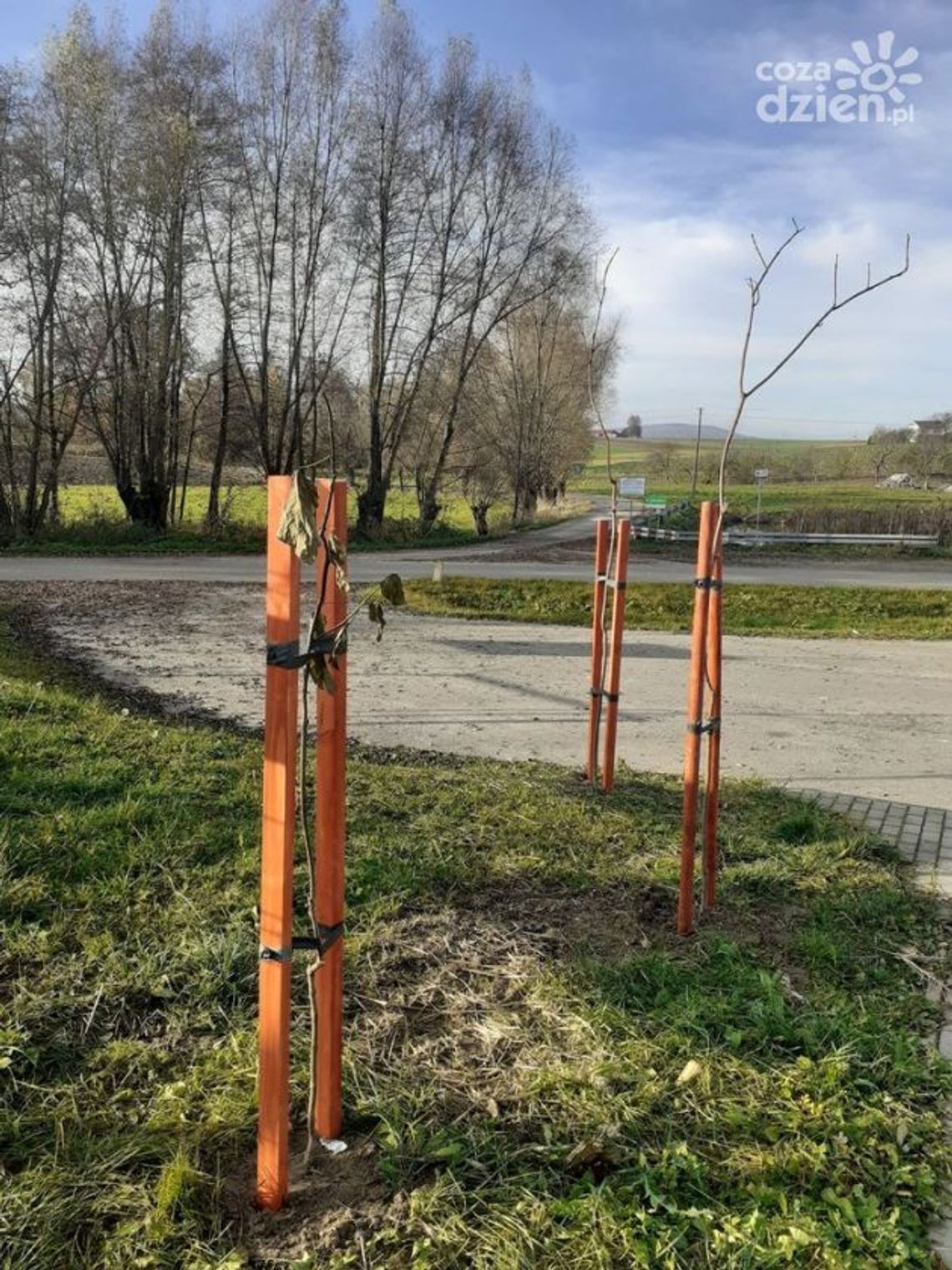 Rośliny miododajne również w gminie Sadowie Rośliny miododajne również w gminie Sadowie