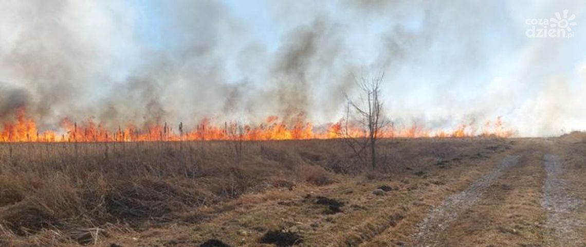 Rozpoczyna się sezon wypalania traw. Są już pierwsze ofiary śmiertelne Rozpoczyna się sezon wypalania traw. Są już pierwsze ofiary śmiertelne
