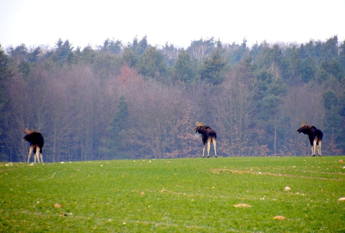 Sąd ma rozstrzygnąć ważność uchwały o likwidacji Rudzkiego Parku Kulturowego 