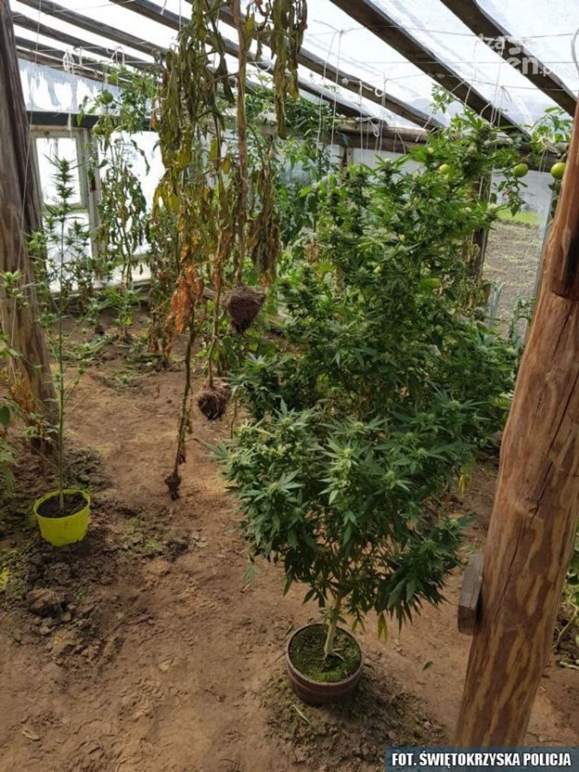 Sadził marihuanę, odpowie przed sądem Sadził marihuanę, odpowie przed sądem