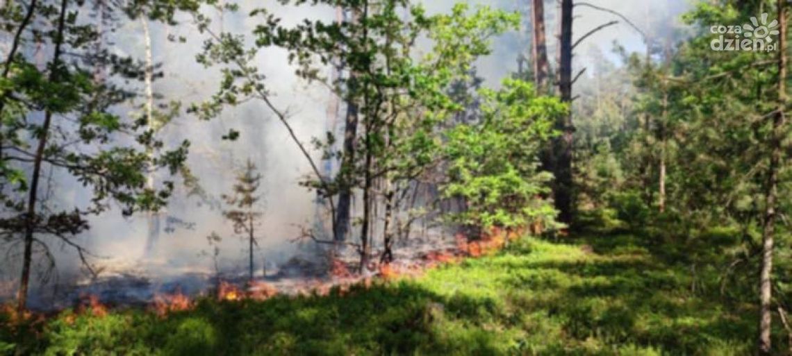 Samolot pomagał strażakom w gaszeniu pożaru na peryferiach Ostrowca Samolot pomagał strażakom w gaszeniu pożaru na peryferiach Ostrowca