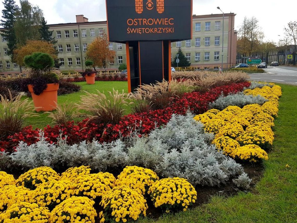 Samorządowcy wspierają producentów chryzantem Samorządowcy wspierają producentów chryzantem