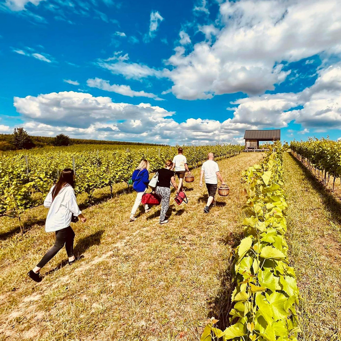 Sandomierskie winnice znowu zapraszają Sandomierskie winnice znowu zapraszają