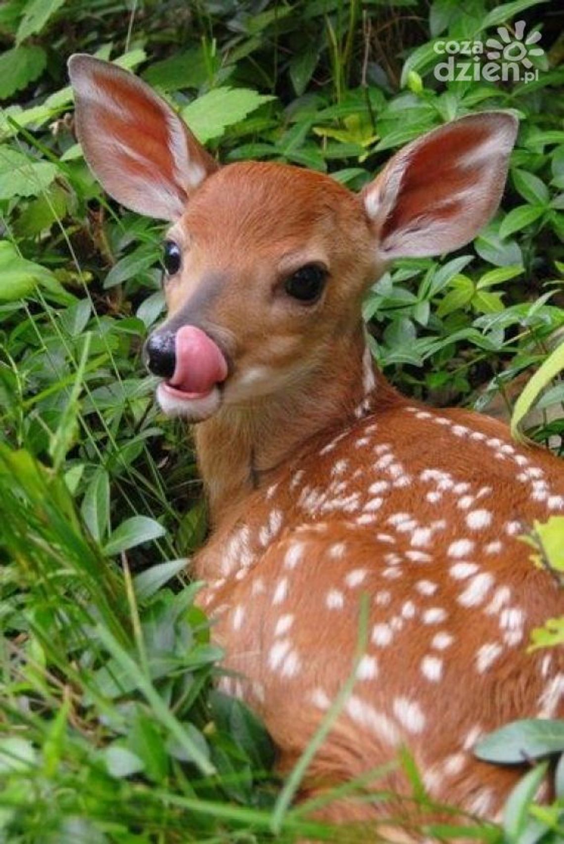 Sarna sama w mieście, niczym Kevin sam w Nowym Jorku Sarna sama w mieście, niczym Kevin sam w Nowym Jorku