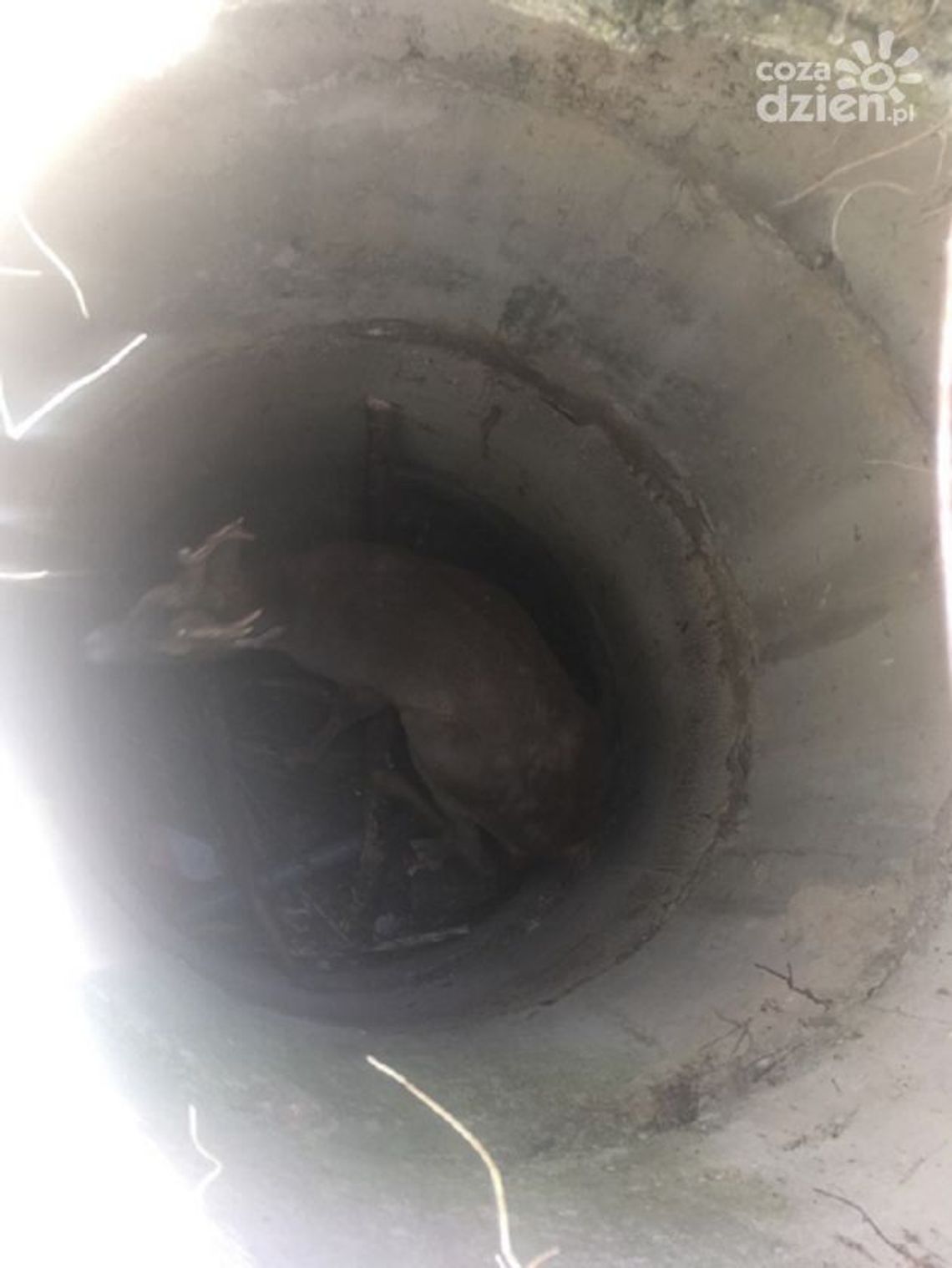 Sarna w studni. Do akcji wkroczyli strażacy