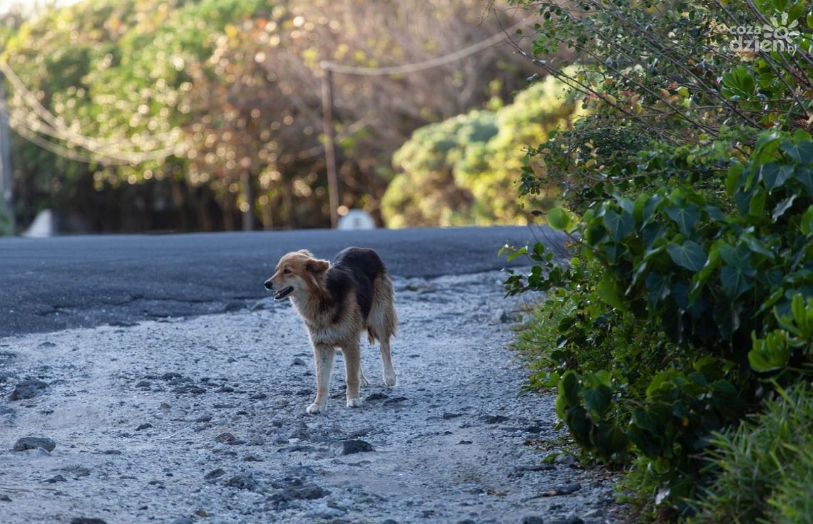 Seniorzy wyrzucili psa – grozi im do 3 lat więzienia Seniorzy wyrzucili psa – grozi im do 3 lat więzienia