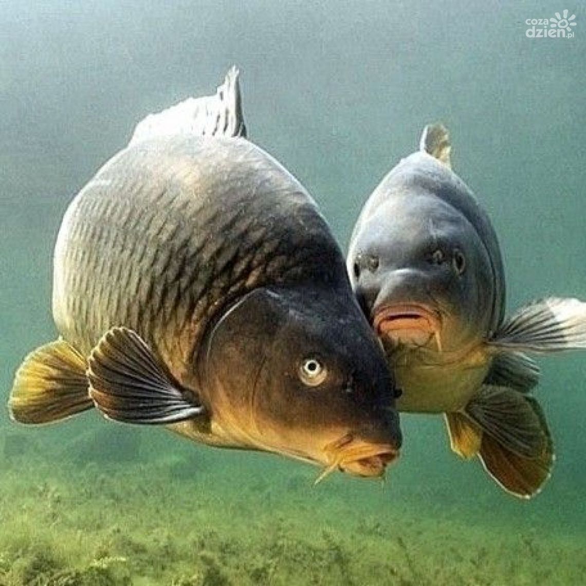 Skąd wzięła się tradycja spożywania karpia podczas kolacji wigilijnej?