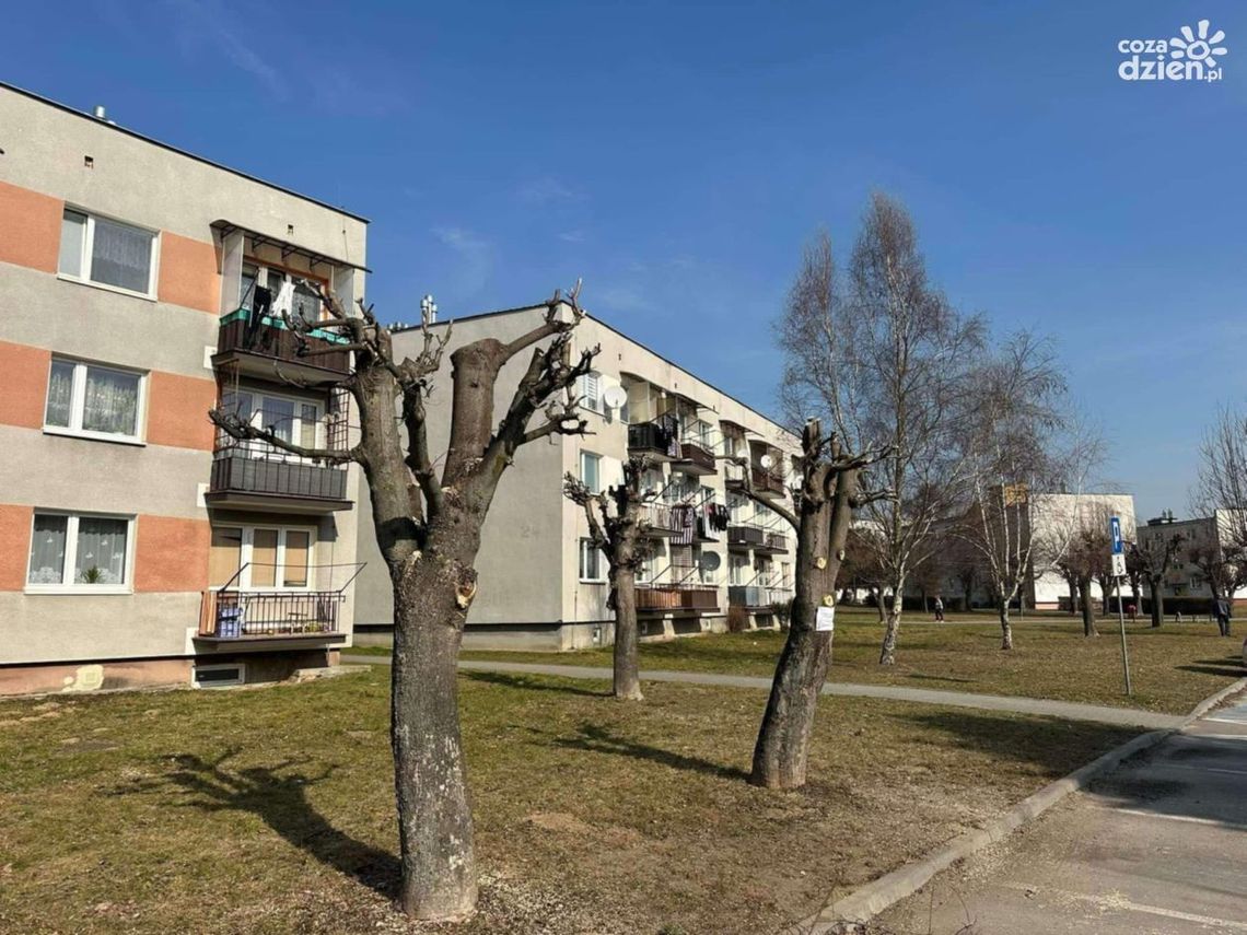 SKO każe ponownie zbadać sprawę przyciętych drzew na osiedlu "Wzgórze" SKO każe ponownie zbadać sprawę przyciętych drzew na osiedlu "Wzgórze"