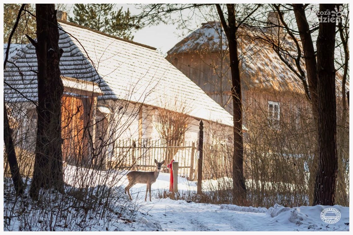 Spacer w wyjątkowych okolicznościach przyrody. Muzeum Wsi Kieleckiej otwarte dla zwiedzających
Spacer w wyjątkowych okolicznościach przyrody. Muzeum Wsi Kieleckiej otwarte dla zwiedzających