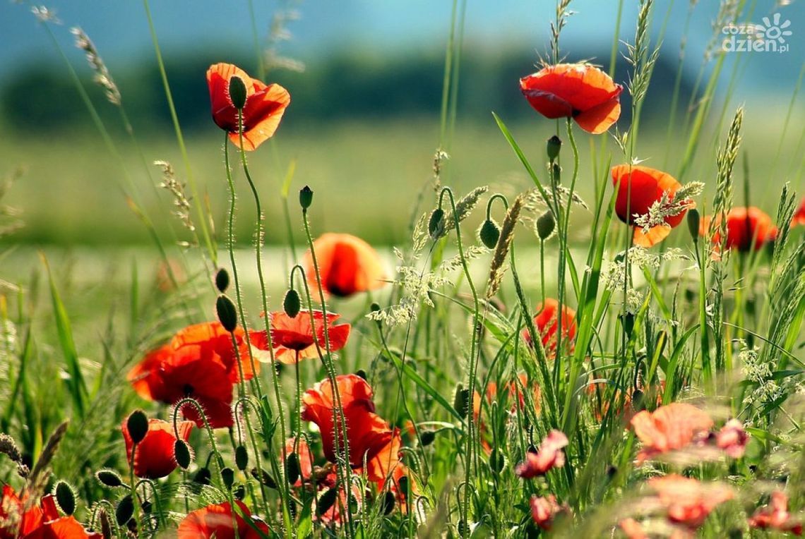 Sprzątanie "świata" w Gackach Sprzątanie "świata" w Gackach