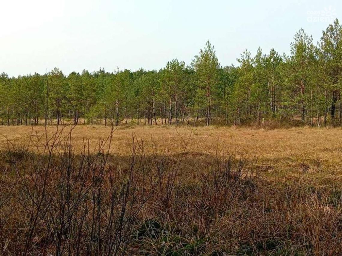 Sto nowych rezerwatów na 100-lecie Lasów Państwowych