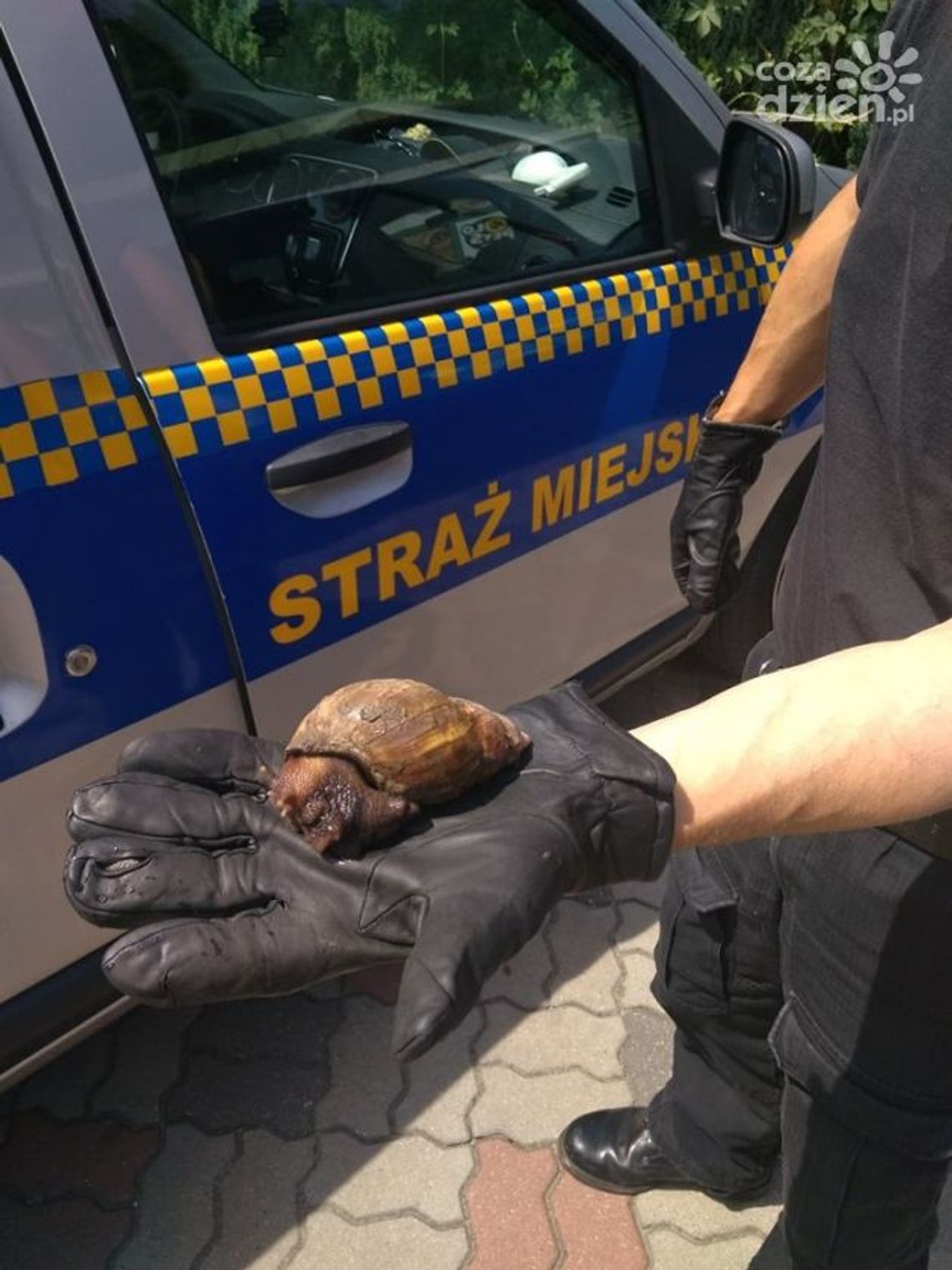 Straż Miejska poszukuje właściciela... ślimaka