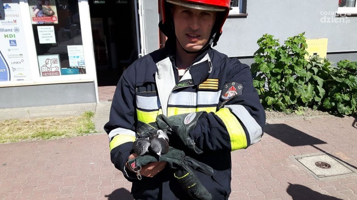 Strażacy na ratunek gołębiowi