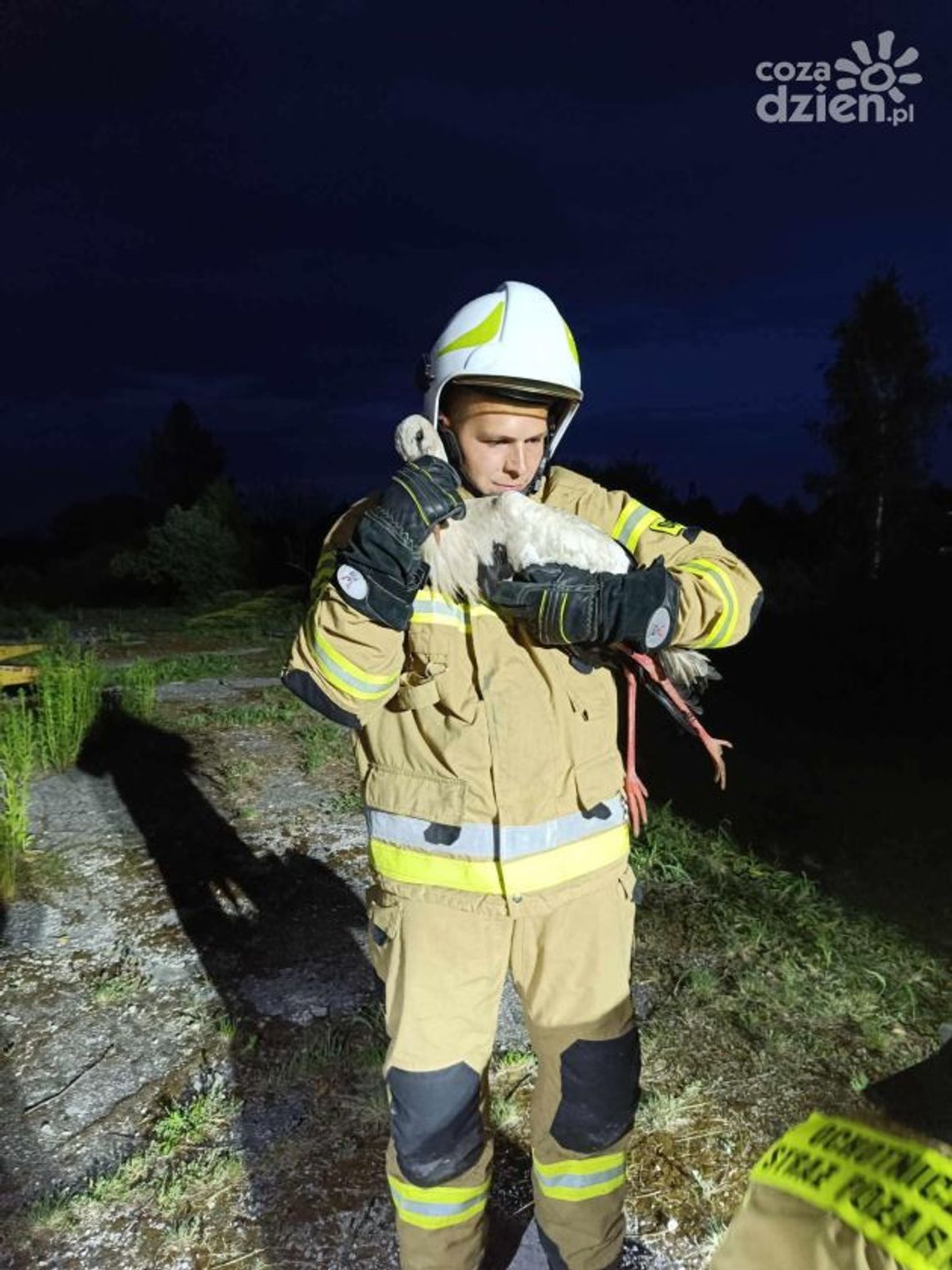Strażacy ratowali bociana w kominie Strażacy ratowali bociana w kominie