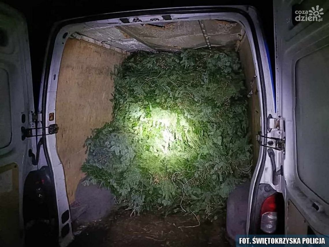 Stroisz znaleziony w busach i komórce Stroisz znaleziony w busach i komórce