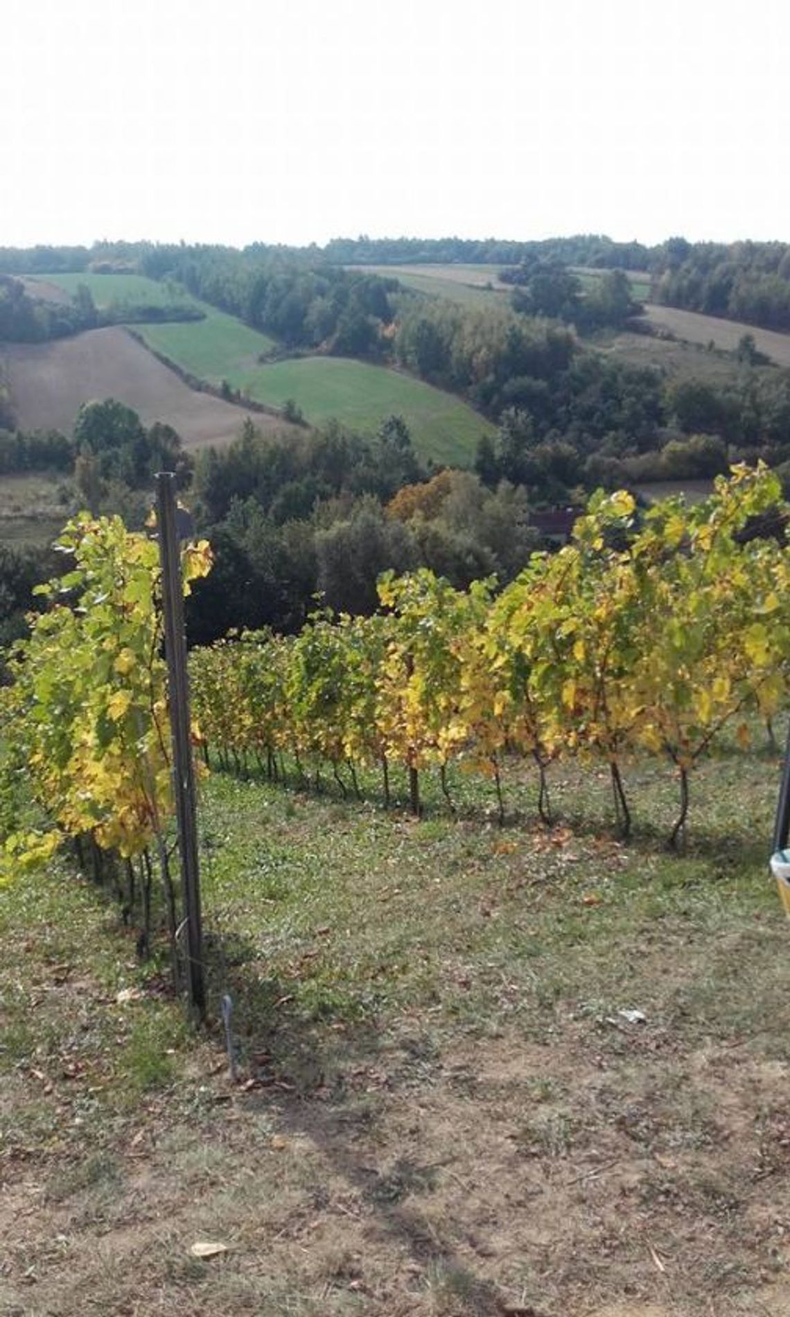 Świętokrzyskie winiarstwo może być marką regionu Świętokrzyskie winiarstwo może być marką regionu