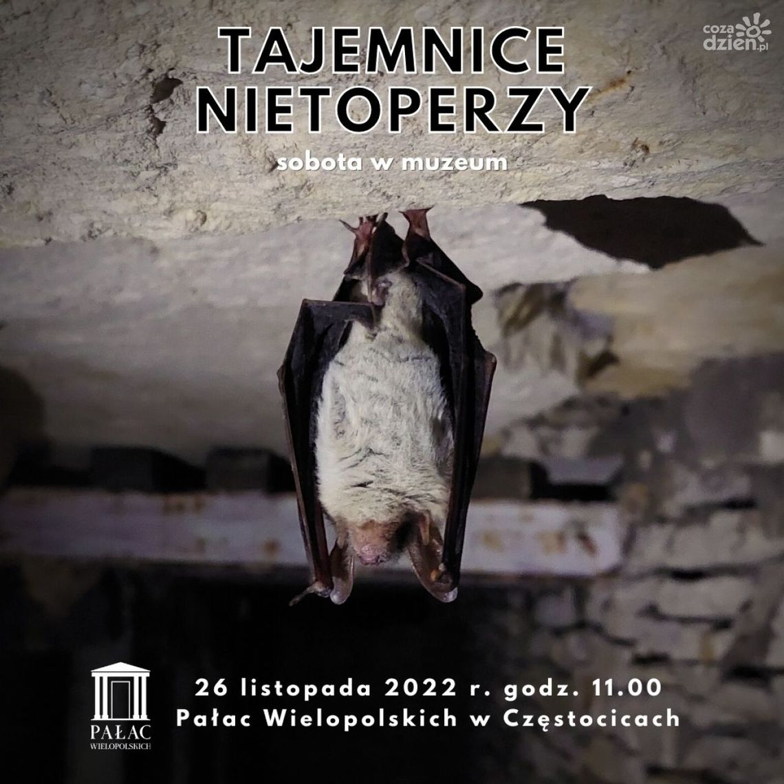 Sympatyczne gacki odkryją swoje tajemnice Sympatyczne gacki odkryją swoje tajemnice