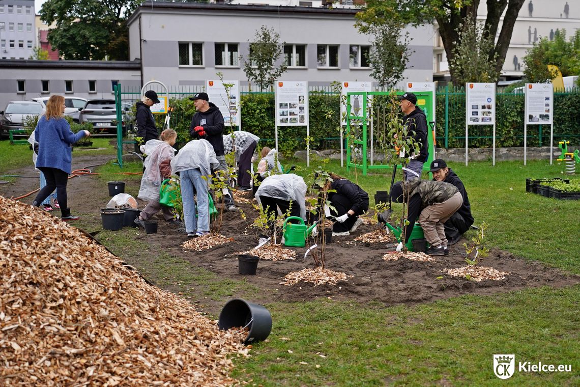 Szkolne podwórko zamienia się w zieloną przestrzeń. Nowe miejsce dla uczniów SP nr 12 w Kielcach