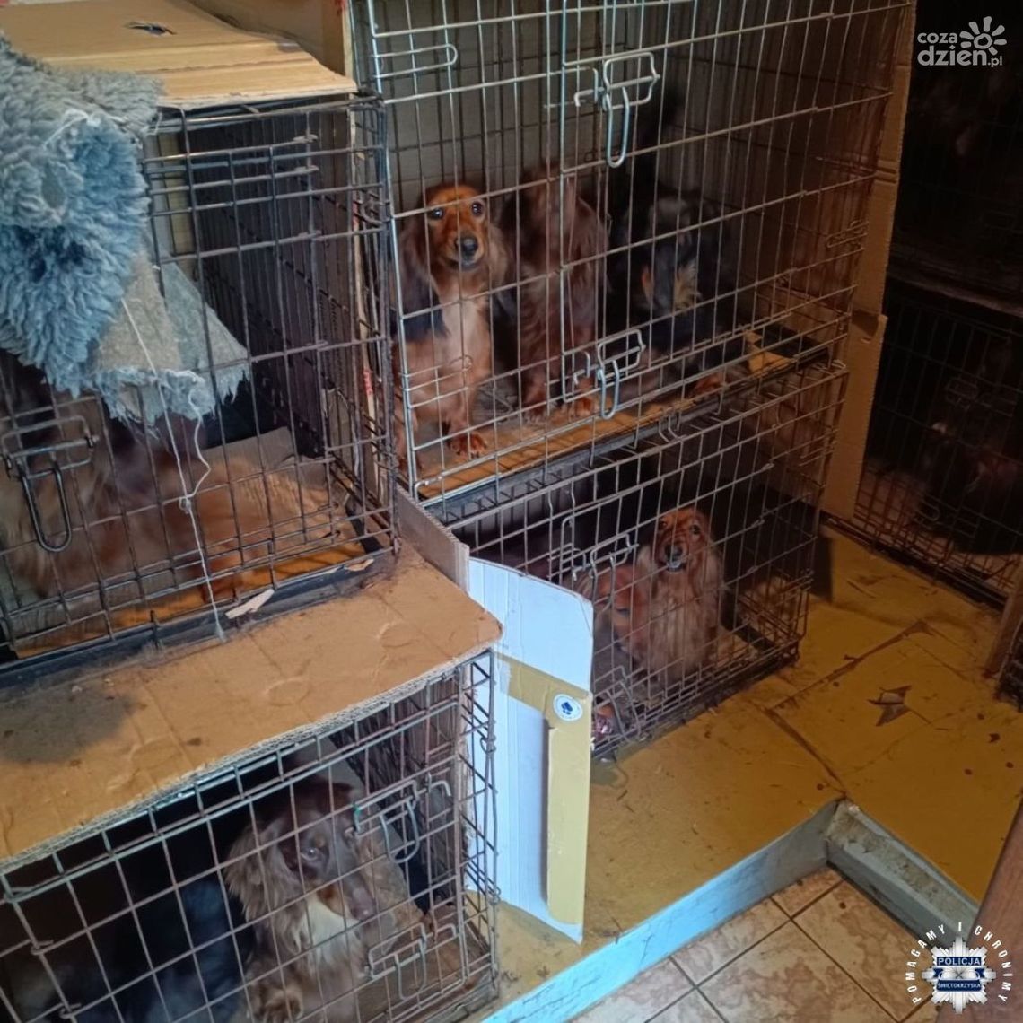 Szokujące odkrycie w gminie Jędrzejów! Ponad 100 psów w dramatycznych warunkach Szokujące odkrycie w gminie Jędrzejów! Ponad 100 psów w dramatycznych warunkach
