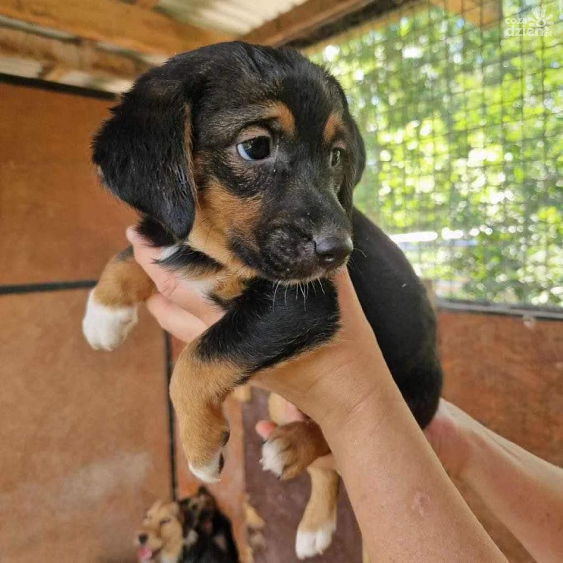 Szukają nowego domu. Słodkie czworonogi potrzebują naszej pomocy Szukają nowego domu. Słodkie czworonogi potrzebują naszej pomocy