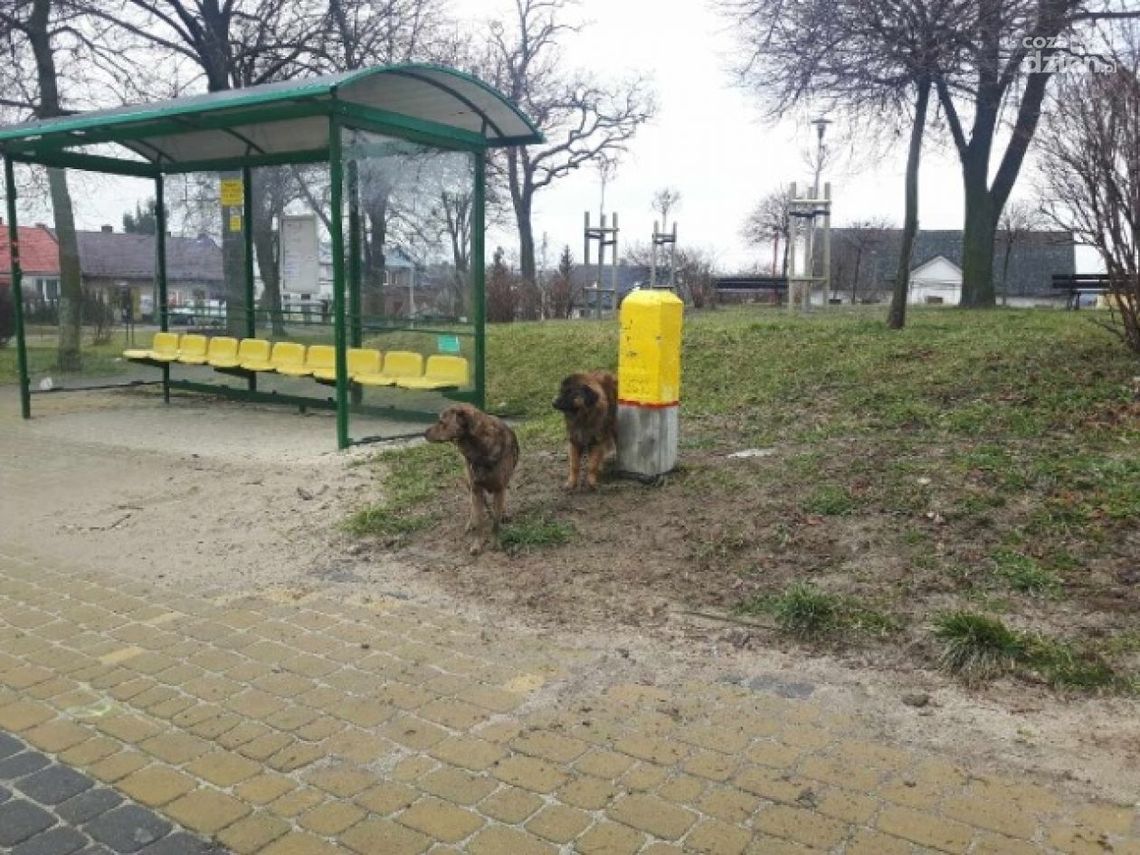 Szukamy właścicieli porzuconych psów