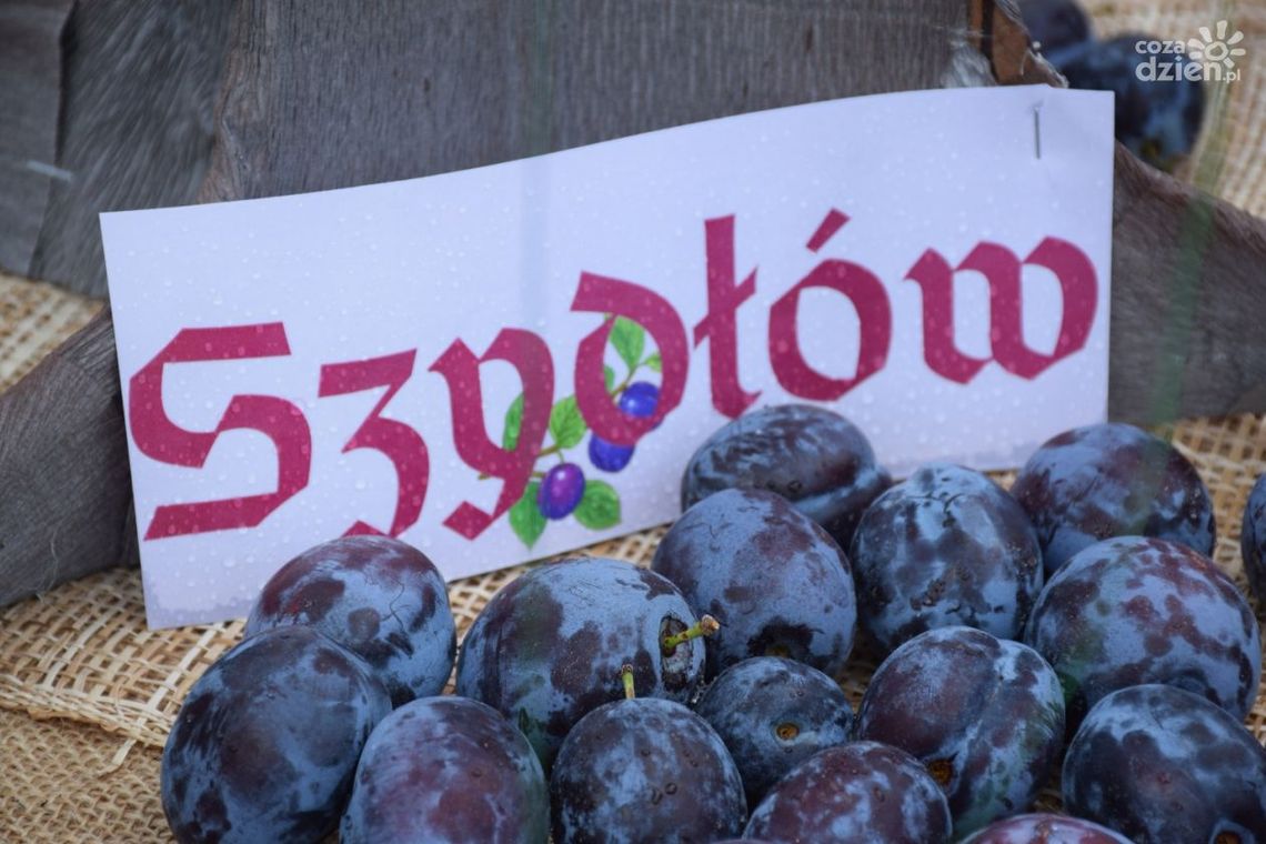 Szydłów stolicą polskiej śliwki. Już dziś rozpoczyna się wielkie święto! Szydłów stolicą polskiej śliwki. Już dziś rozpoczyna się wielkie święto!