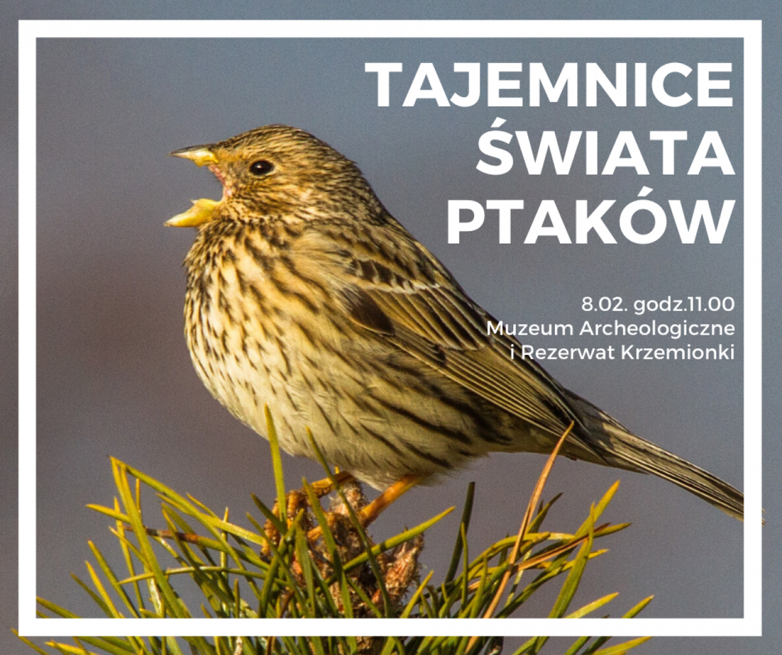 Tajemnice Świata Ptaków Tajemnice Świata Ptaków