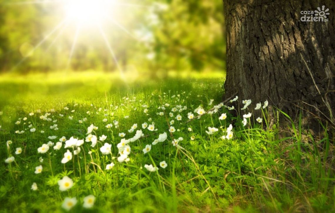 Trudny czas dla alergików Trudny czas dla alergików