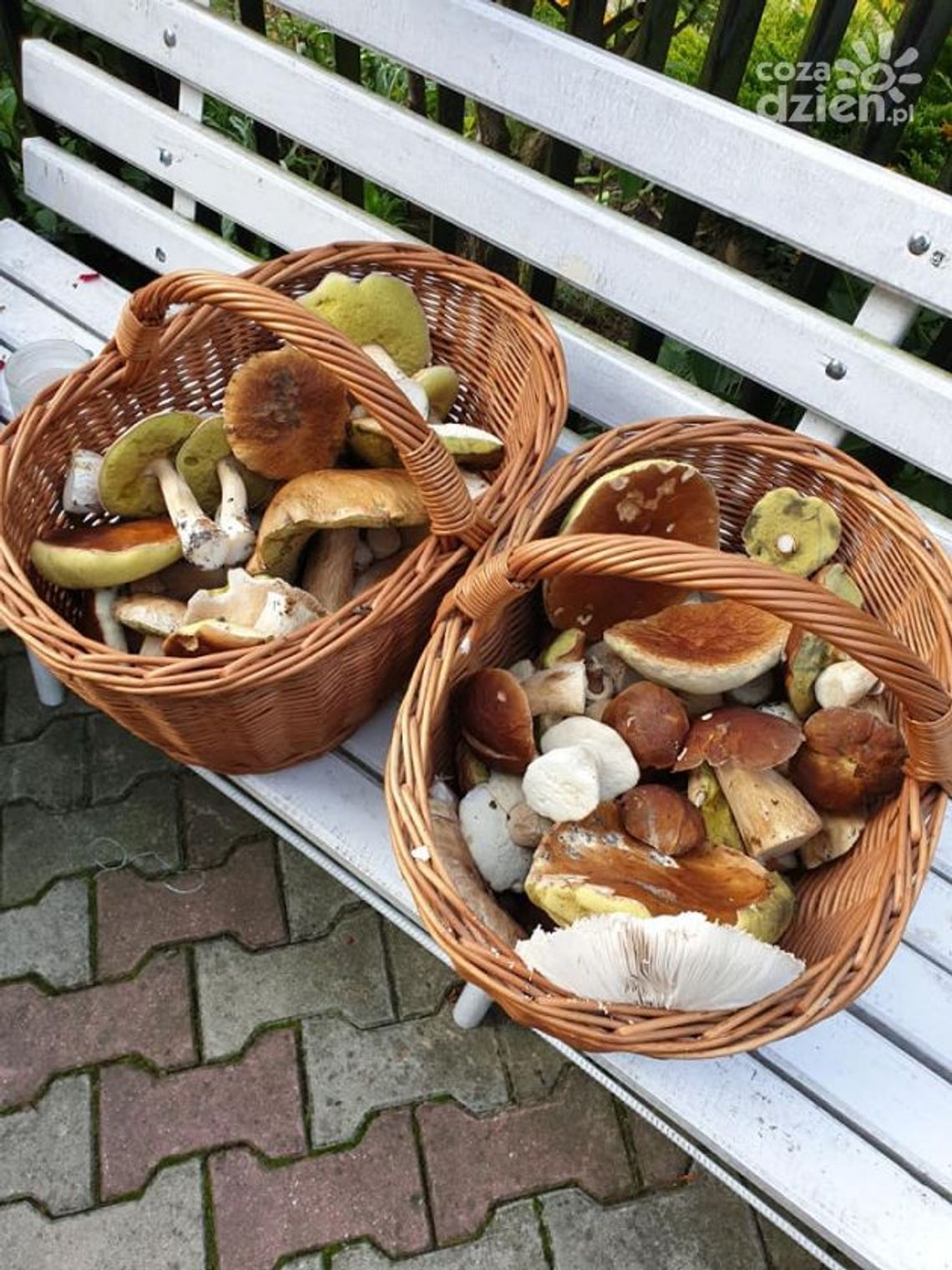 Trwa wielkie grzybobranie! Trwa wielkie grzybobranie!