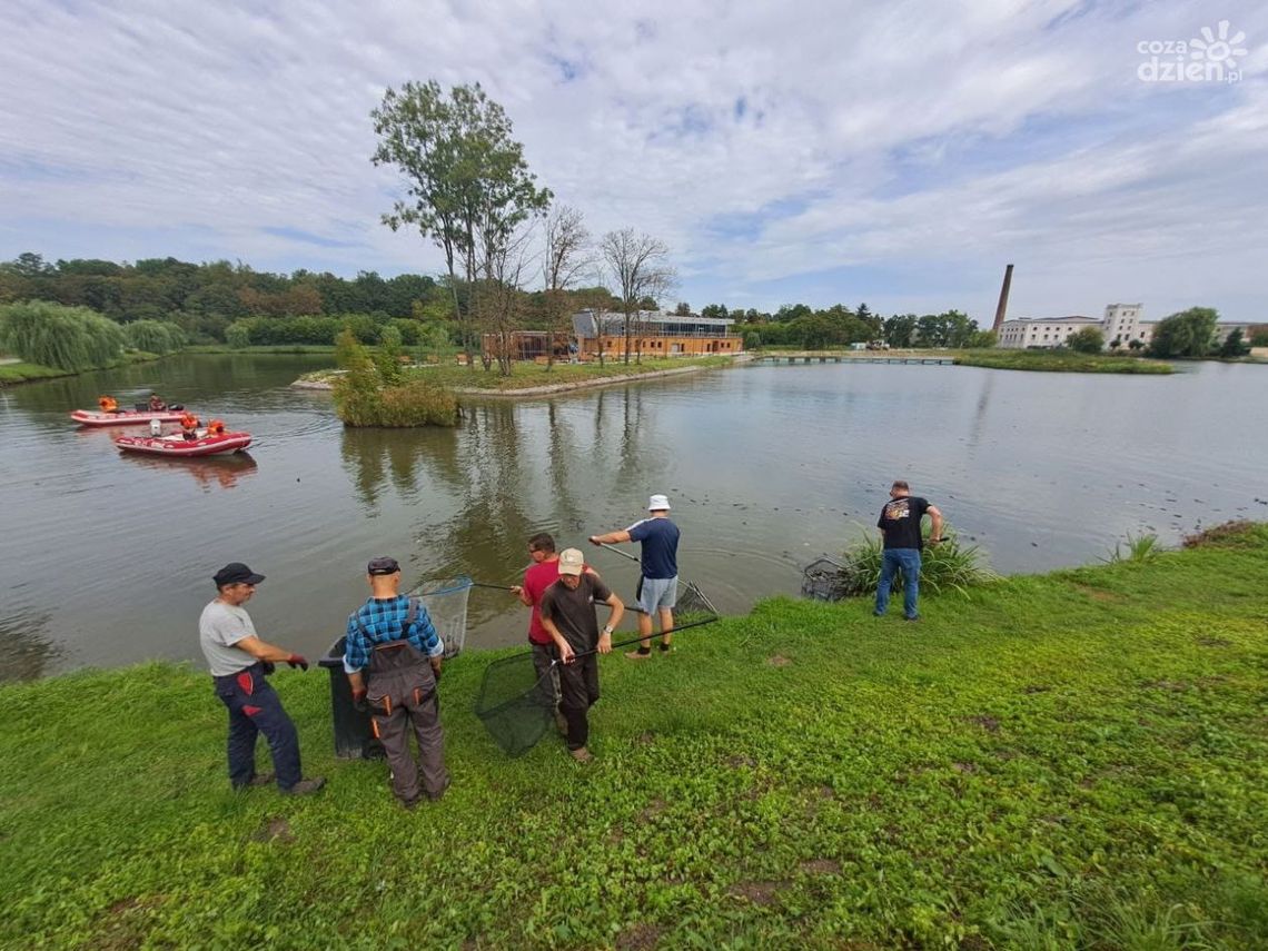 Trwa wyławianie małży w zbiorniku w Kazimierzy Wielkiej Trwa wyławianie małży w zbiorniku w Kazimierzy Wielkiej