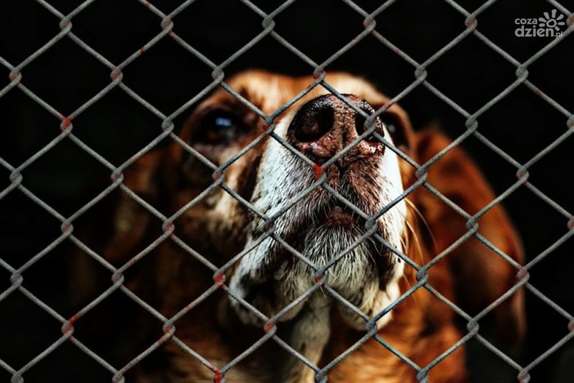 Trwa zbiórka dla bezdomnych psów i kotów Trwa zbiórka dla bezdomnych psów i kotów