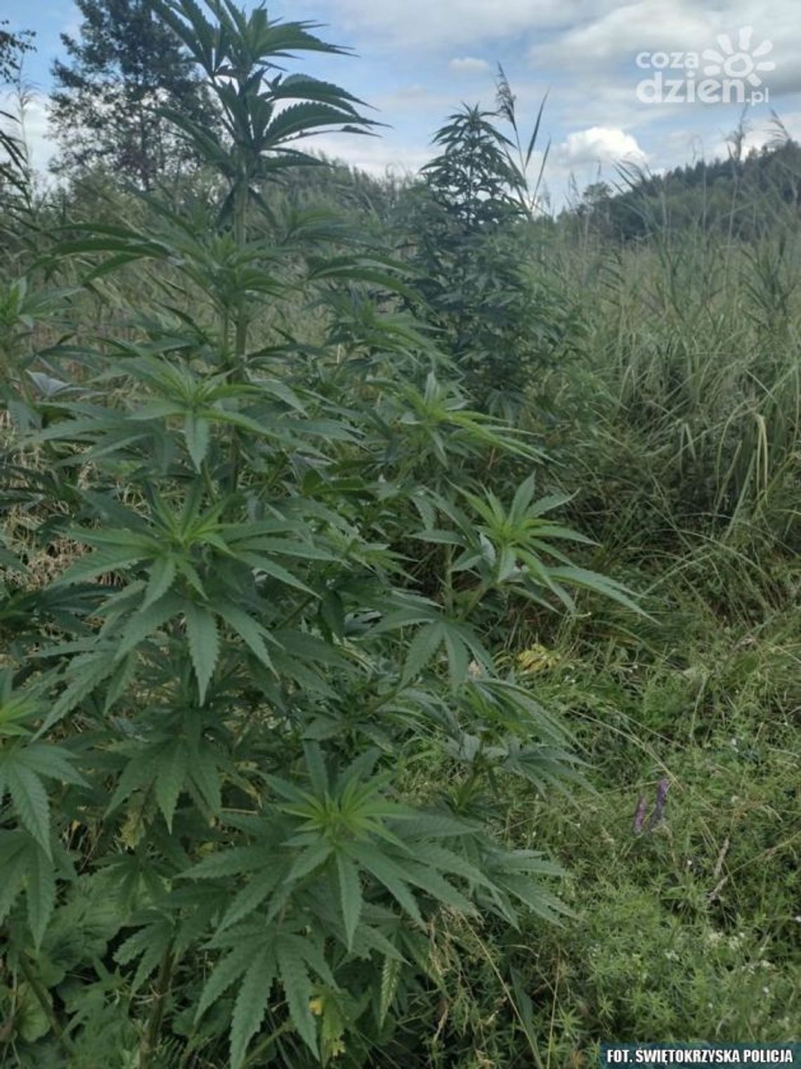 Uprawiał konopie pod lasem Uprawiał konopie pod lasem