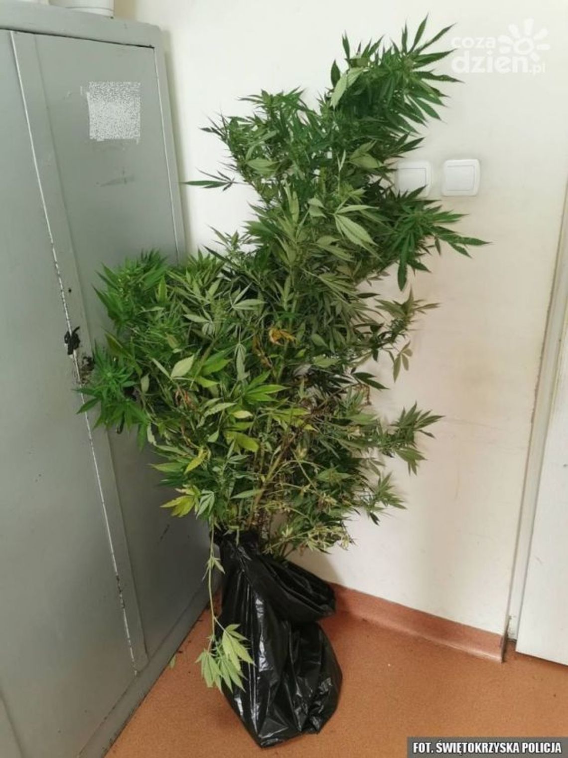 Uprawiał nielegalne konopie w lesie Uprawiał nielegalne konopie w lesie