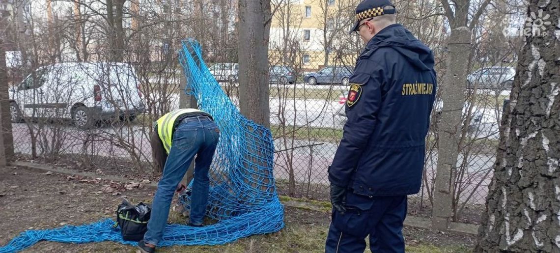 Uratowali ranną sarnę Uratowali ranną sarnę