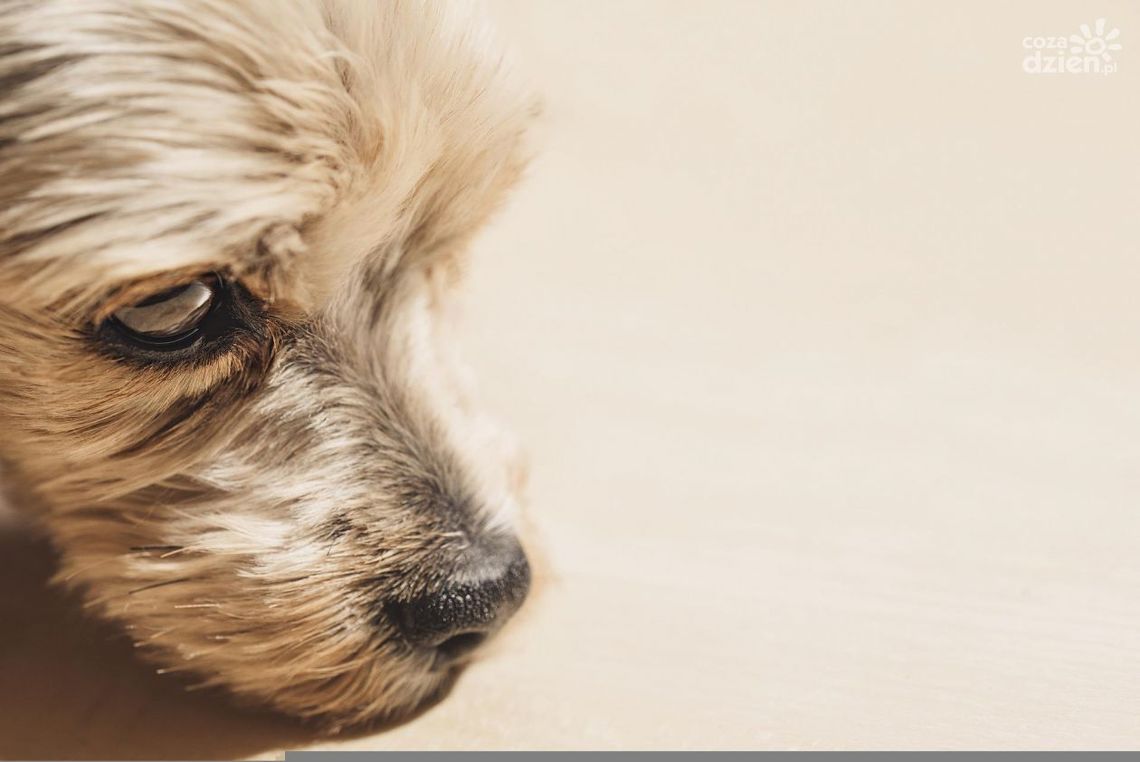 Uśpił nie tego psa