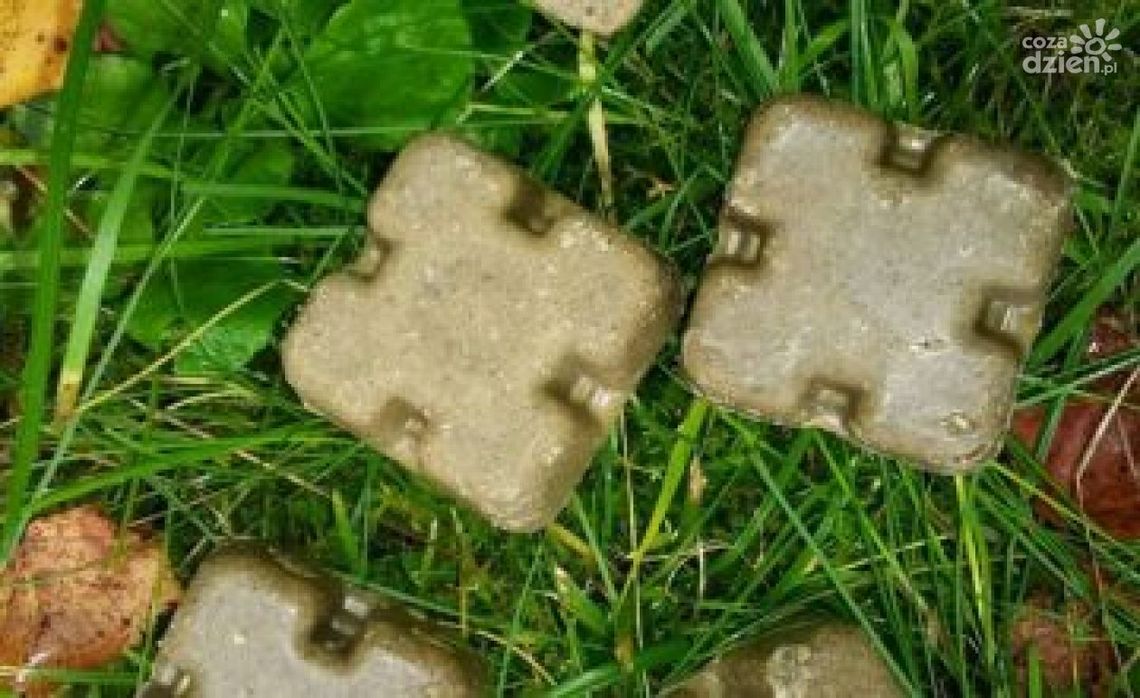 Uwaga! Akcja szczepienia lisów