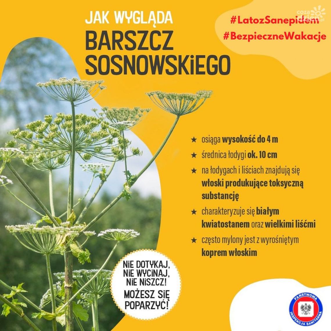 Uwaga na Barszcz Sosnowskiego, powoduje poparzenia Uwaga na Barszcz Sosnowskiego, powoduje poparzenia