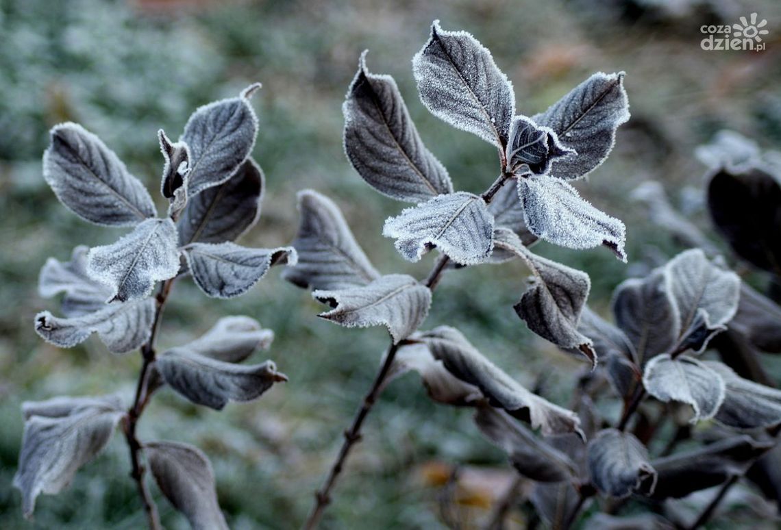 Uwaga na wiosenne przymrozki Uwaga na wiosenne przymrozki
