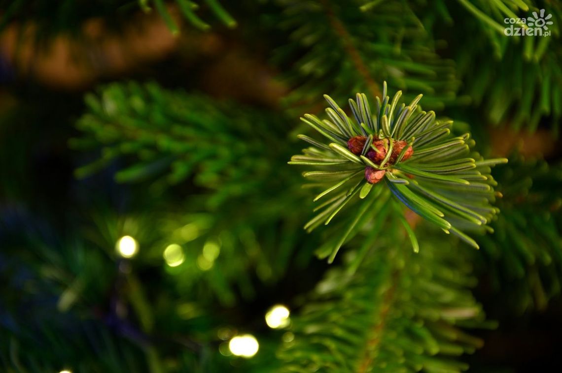 Uwaga na złodziei stroiszy! Uwaga na złodziei stroiszy!